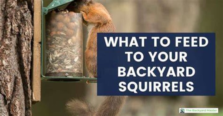 What is the best food to feed squirrels?