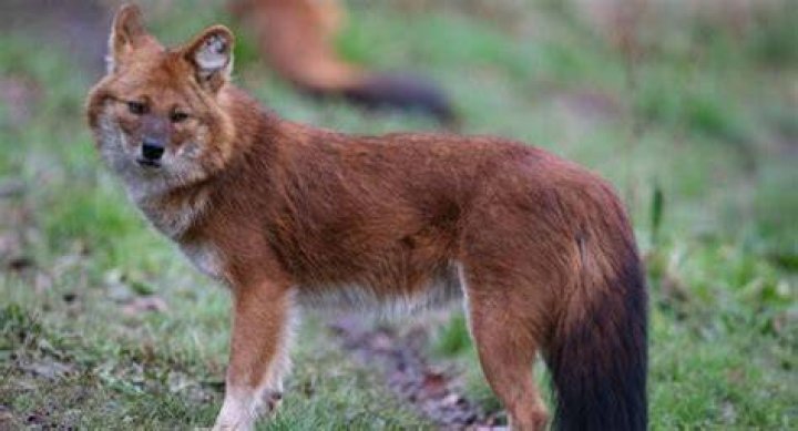 What is the closest animal to a fox?