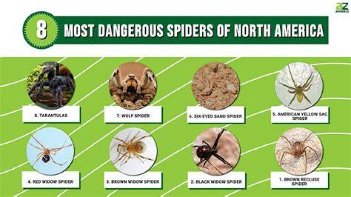 What is the deadliest spider in North America?