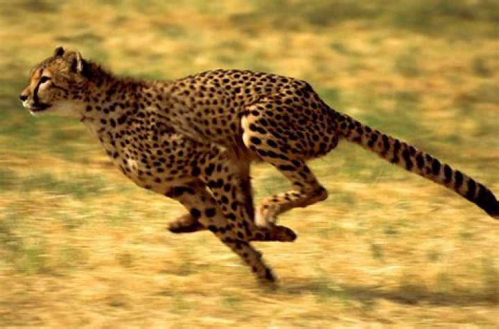 What is the fastest cat on earth?