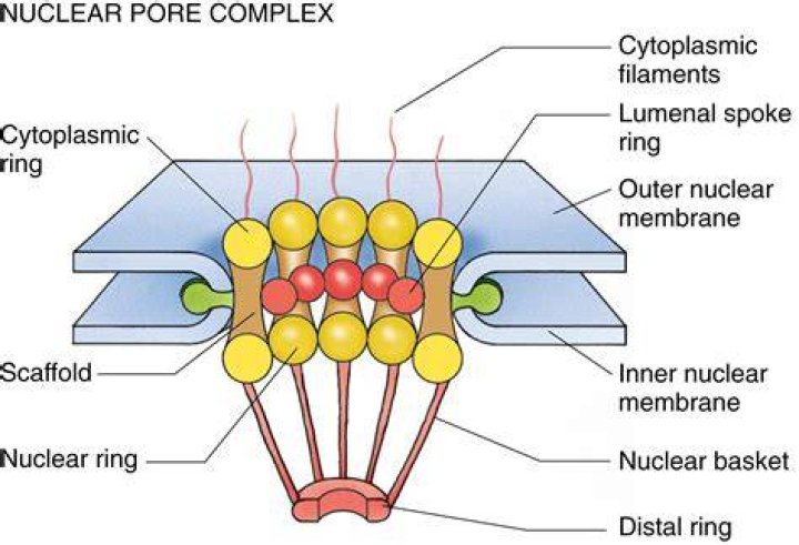 What is the nuclear bow lens?