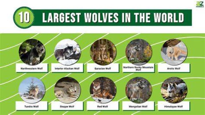 What is the tallest wolf?