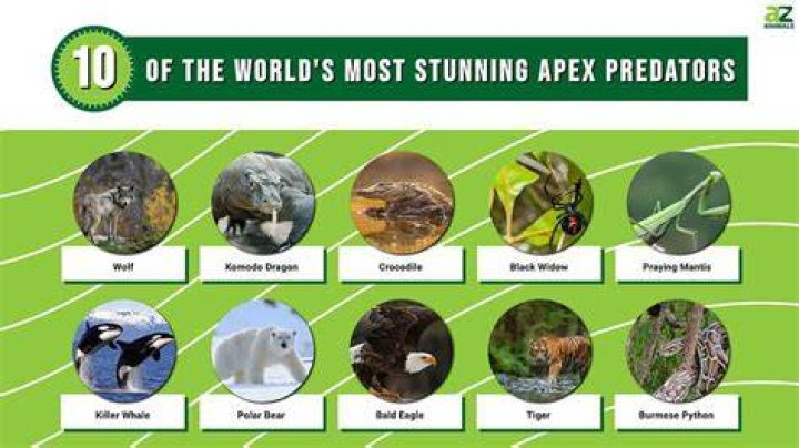 What is the top predator of the world?