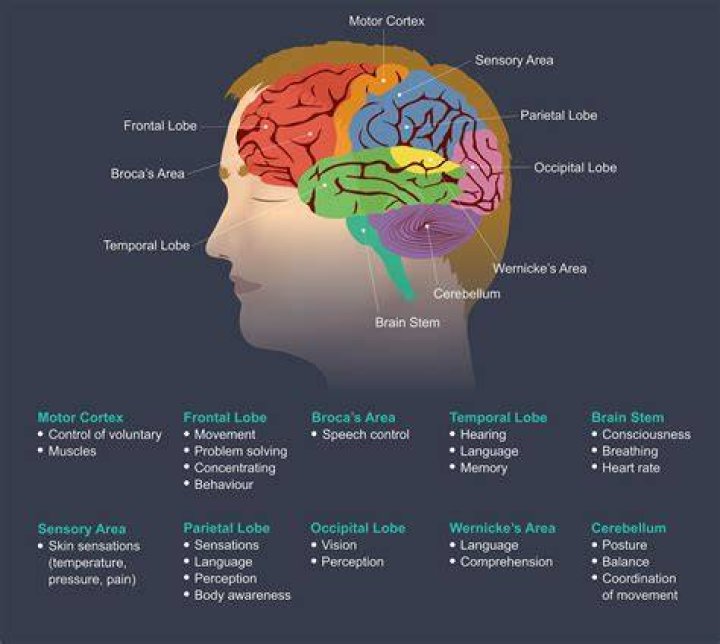 What part of the brain is affected by Asperger's?