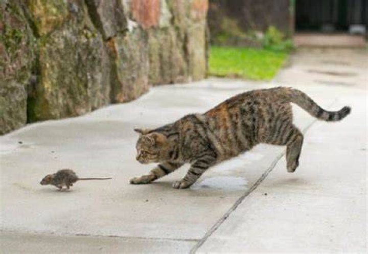What should I do if my cat kills a mouse?