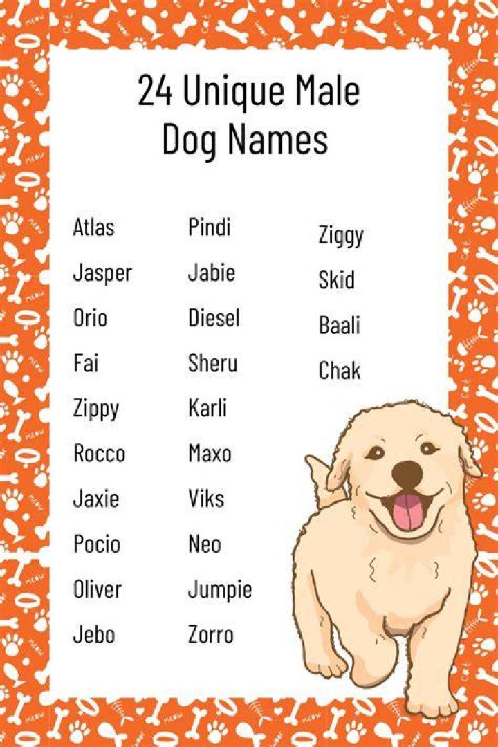 What should I name my male puppy?