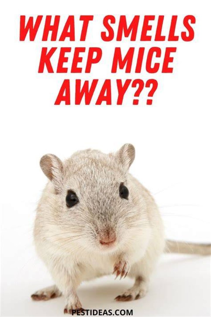 What smells keep mice away?