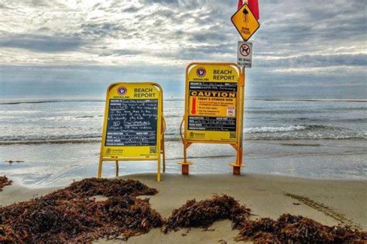 What time of year are stingers Port Douglas?