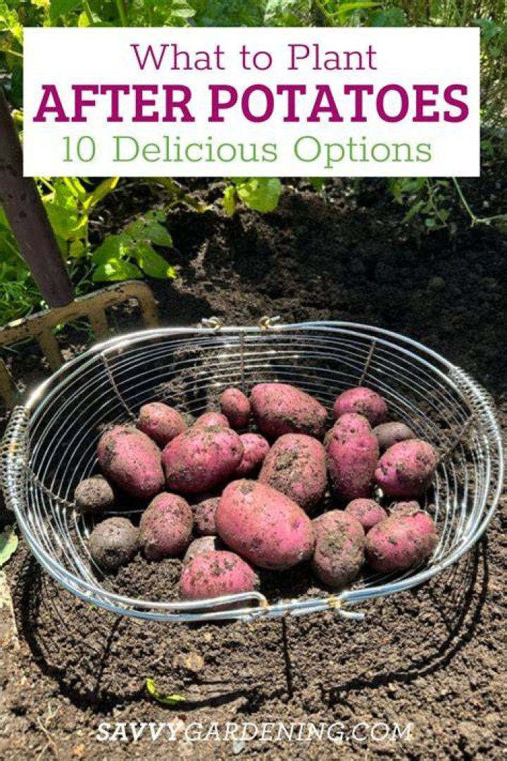 What to plant after potatoes?