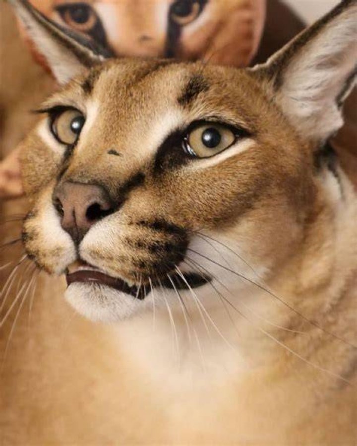 What type of cat is Floppa?