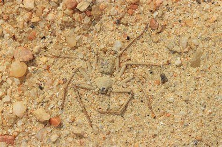 What was that spider creature in Dune?