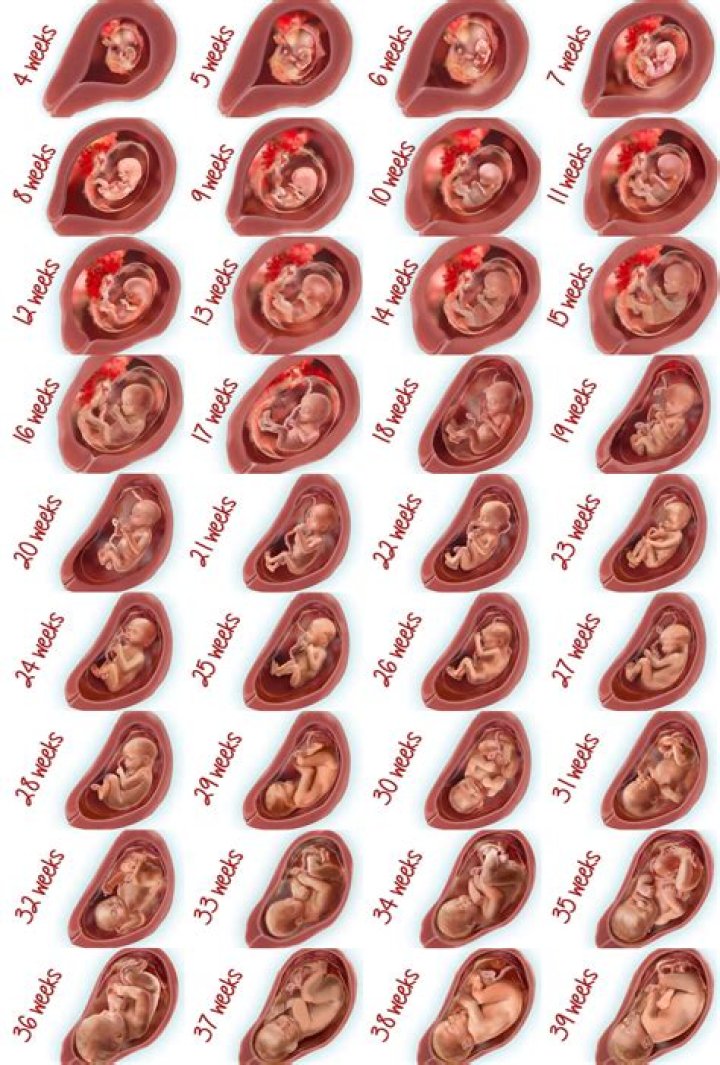 Where does the baby sit in your stomach at 14 weeks?