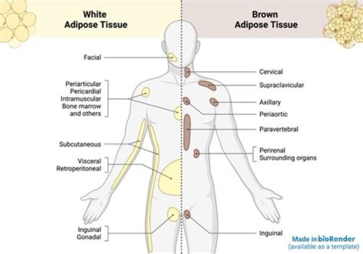 Where is brown fat located in the body?