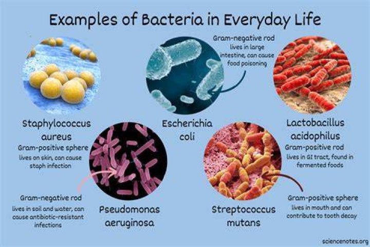 Where is the greatest concentration of bacteria on the finger?