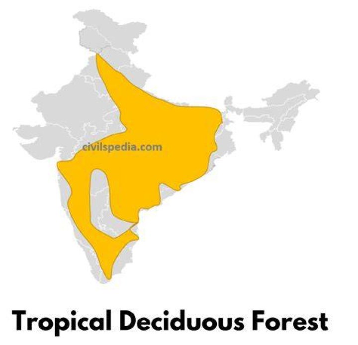 Which forest is found in higher altitude?