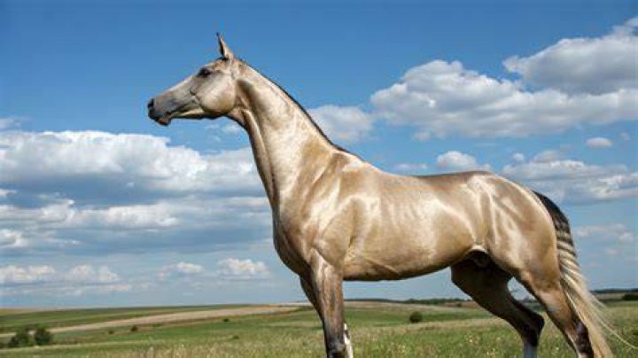 Which horse has the best personality?