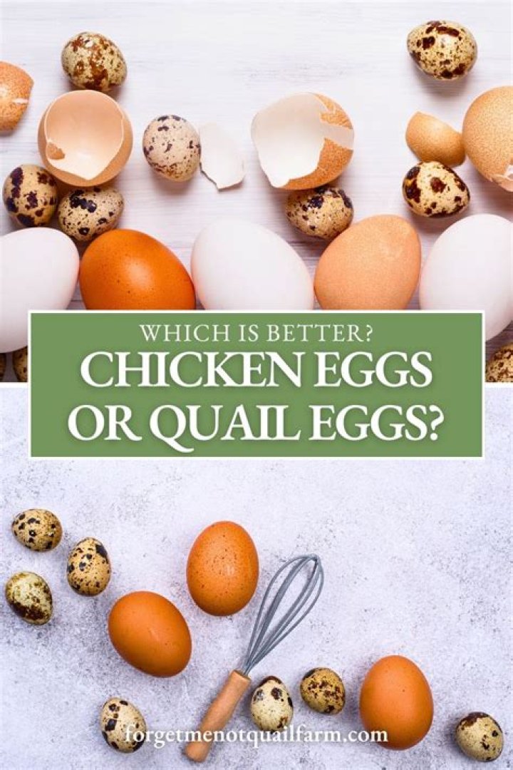 Which is better eggs or chicken?