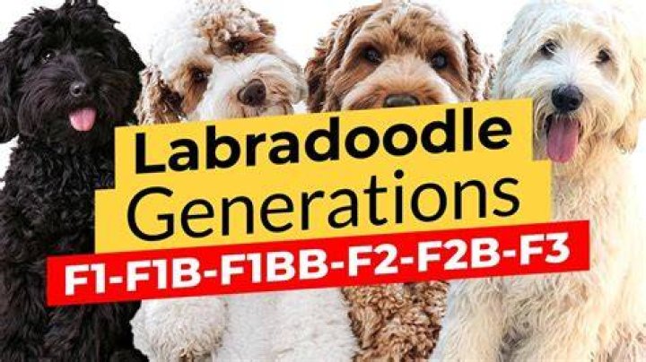 Which is better F1 or F2 Labradoodle?