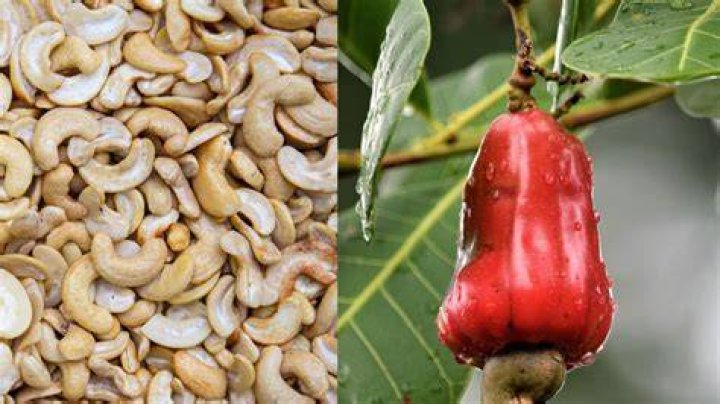 Which is not true fruit?