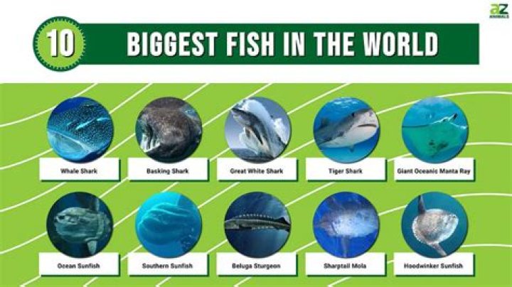 Which is the best fish in the world?