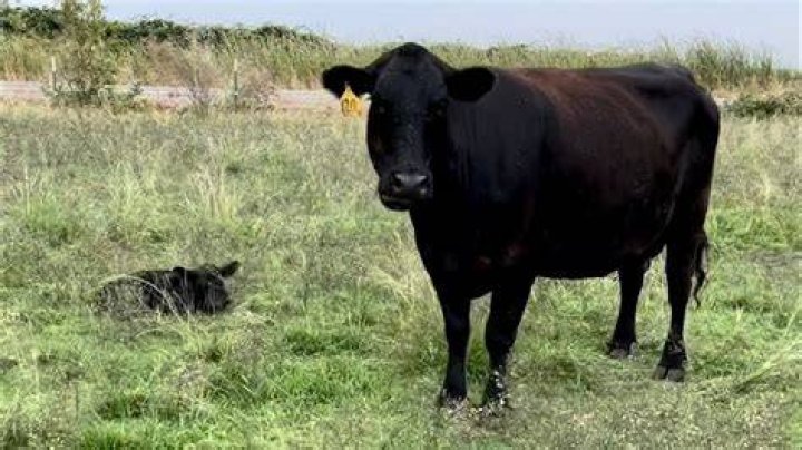Who is the baby on Bull?