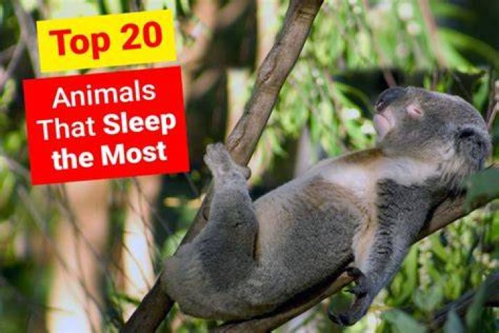 Who sleeps most in the world?