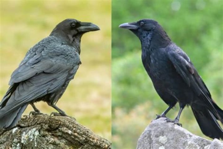 Why crows are shouting at night?