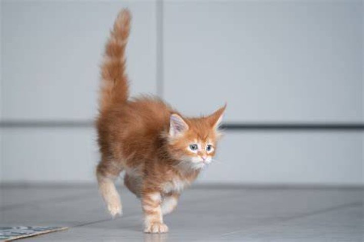 Why do cats run at 3 am?