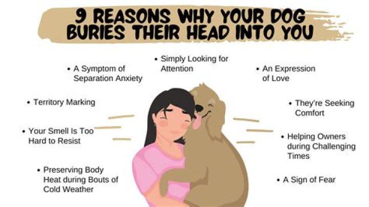 Why do dogs bury their nose in you?
