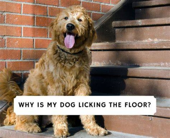 Why do dogs lick floors?