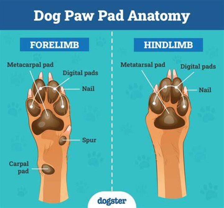 Why do dogs touch your face with their paws?