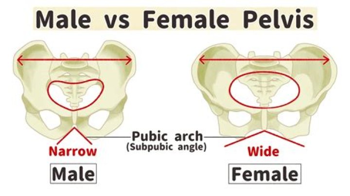 Why do females have a wider pelvis?