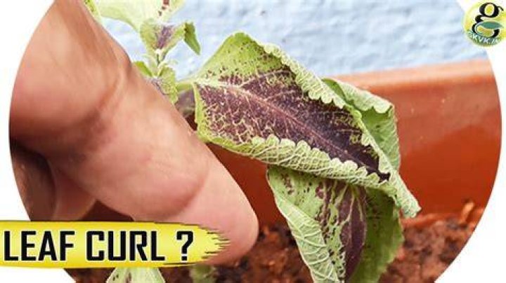 Why do leaves curl up?