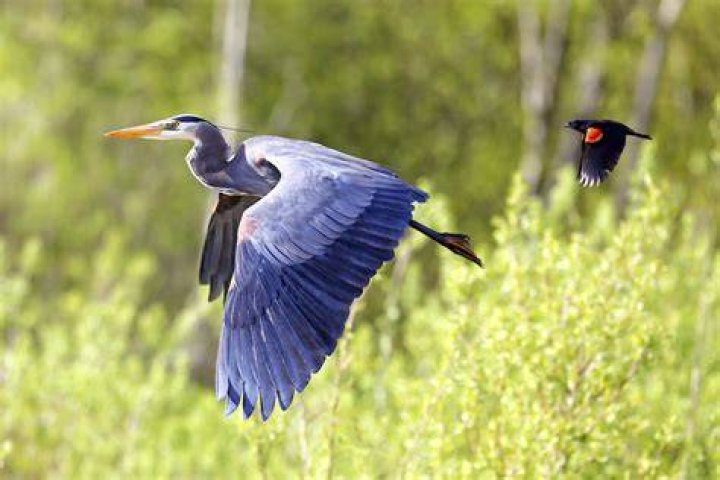 Why do little birds follow hawks?