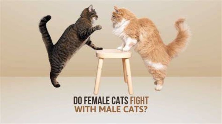 Why do my 2 female cats fight?