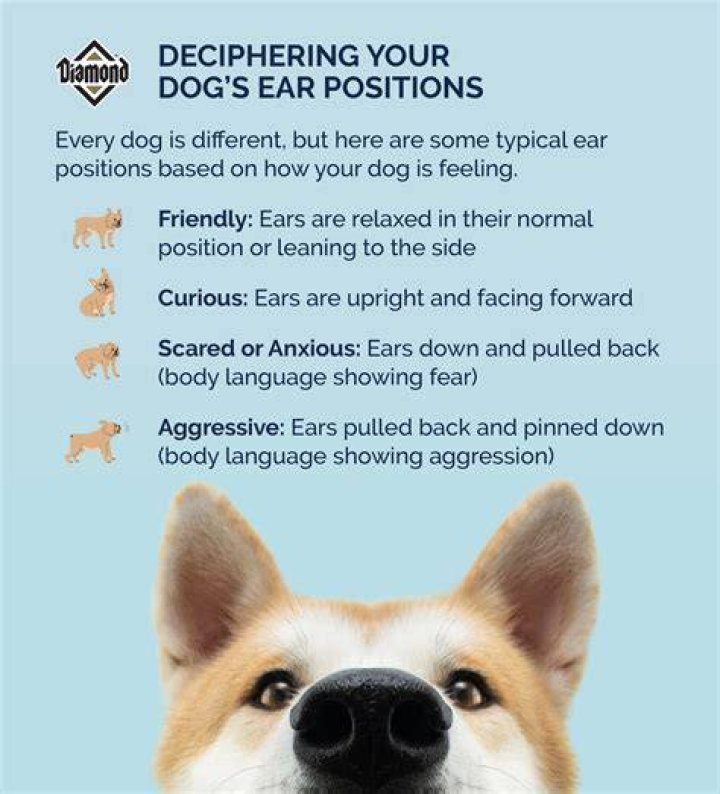 Why do they cut off dogs ears?