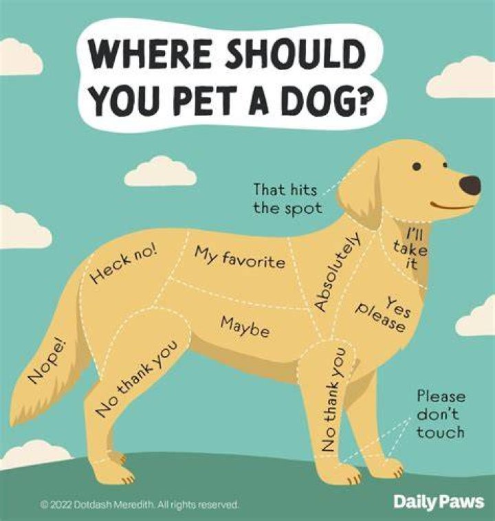 Why does my dog's skin crawl when I pet her?
