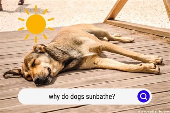 Why does my dog lie in the sun?