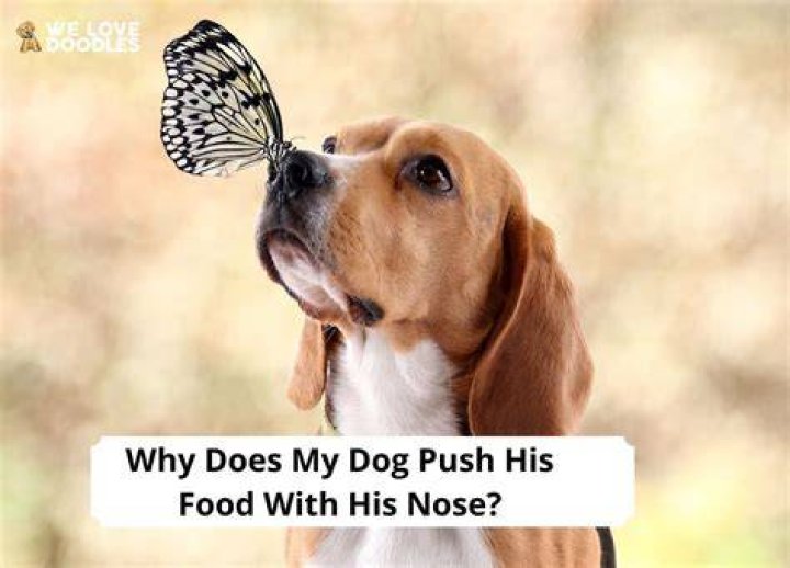 Why does my dog push his nose into me?