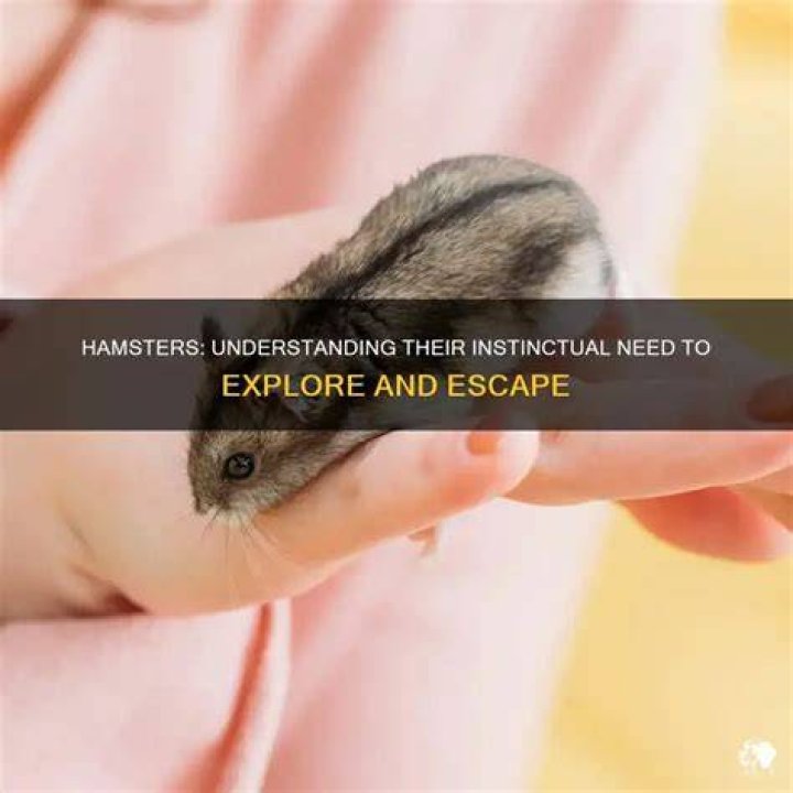 Why does my hamster try to jump out of my hand?