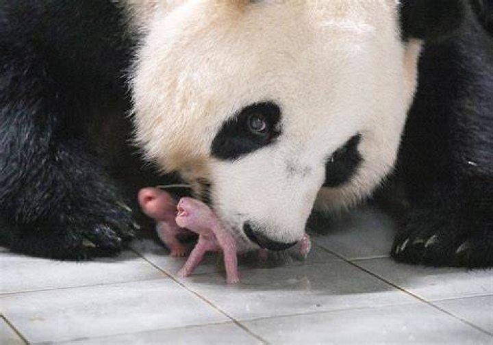 Why is a panda called a cat?