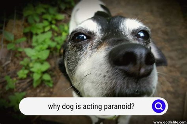 Why is my dog acting paranoid and scared?