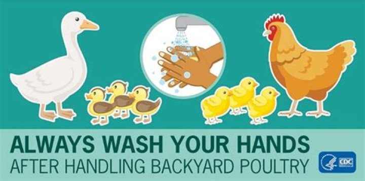 Why wash hands after touching chickens?